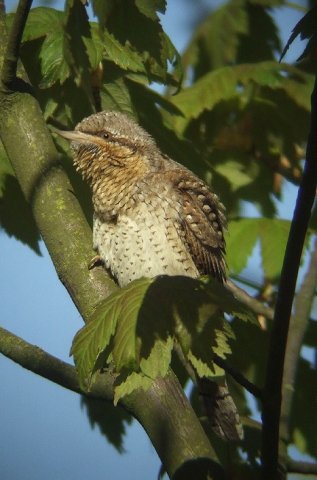 draaihalsmerwelandendordrecht17042010 1